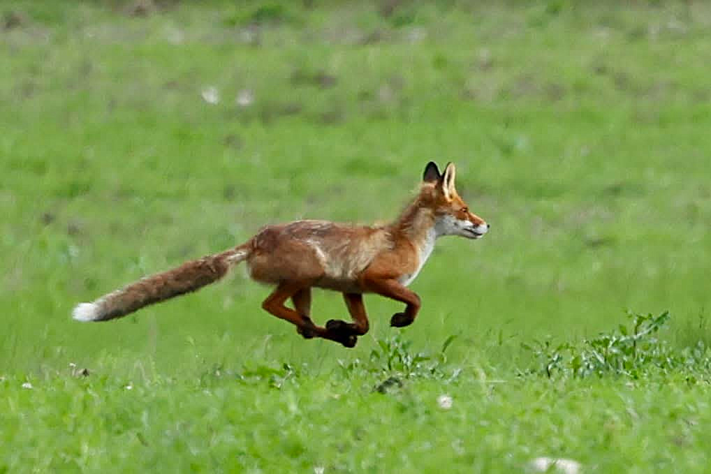 Eläinvihreiden syyskokous